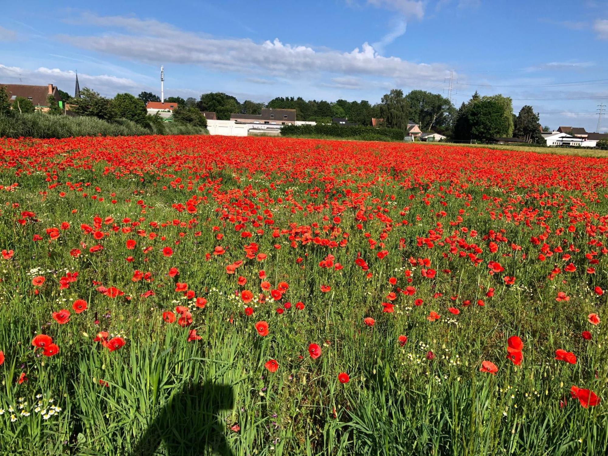 Vakantiewoningeikenhof Londerzeel Exteriör bild